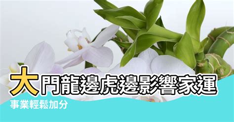 虎邊種樹|【虎邊種樹】打造開運宅院！虎邊種樹招財擋煞，打造財富綠洲